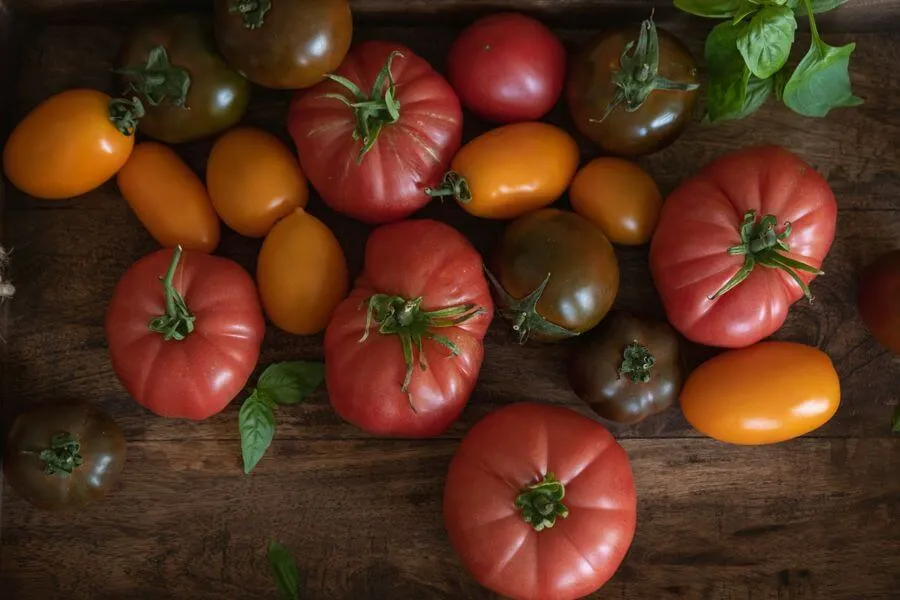 Різноманітні сорти томатів (червоні, жовті, кумато) та листя базиліку на дерев'яній стільниці при якісному природному освітленні.